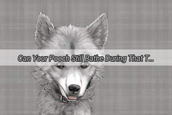 Can Your Pooch Still Bathe During That Time of the Month Find Out the Truth